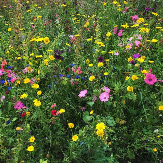 Blumenwiese an der Aqua Magica/Flower meadow at Aqua Magica - #sommer #blumen #bienenfreundlich #natur #juli #summer #flowers #beefriendly #nature #july #aquamagica #badoeynhausen #loehne #repostradiowestfalica