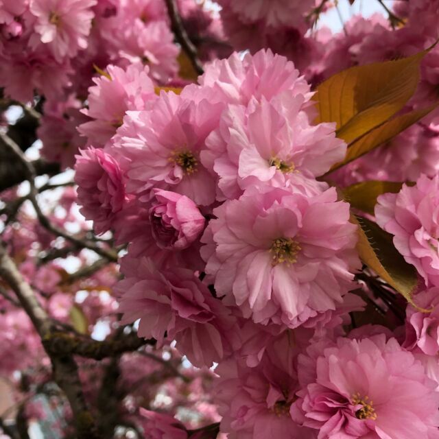 Ich liebe den Frühling / I love spring 🌸

.
.
.
#frühling #blüten #sommer #lebensfreude #glücksgefühle #spring #blossom #summer #enjoylife #happiness