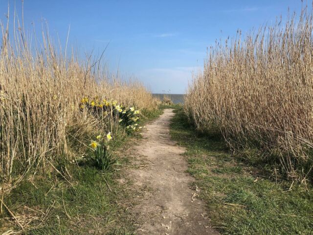 #strand #frühling #sonne #pfad #nordsee #urlaub #beach #spring #sun #path #northsea #vacation #bensersiel