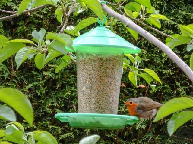 #vögel #fütterungszeit #rotkehlchen #meise #frühling #birds #feedingtime #robin #tit #spring