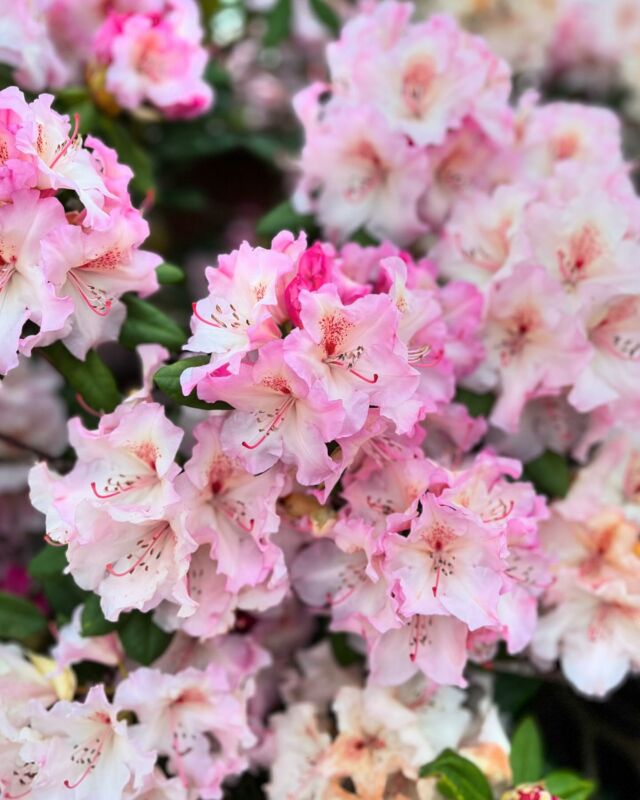 #frühling #blumen #blüten