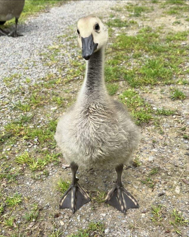 Der Kleine wollte unbedingt ins Bild. 🪿
The little guy just wanted to pose. 😉

#gänse #geese #natur #nature #externsteine #showoff