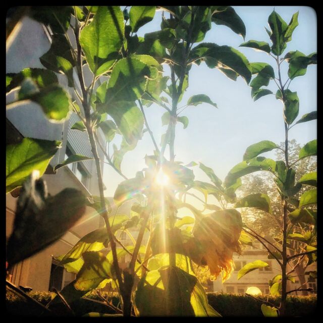Es ist ein wunderschöner Morgen heute. Genießt den Tag. / It‘s a beautiful morning today. Enjoy your day. 
#morgen #sonne #badoeynhausen #genießen #morning #sun #enjoy #chill