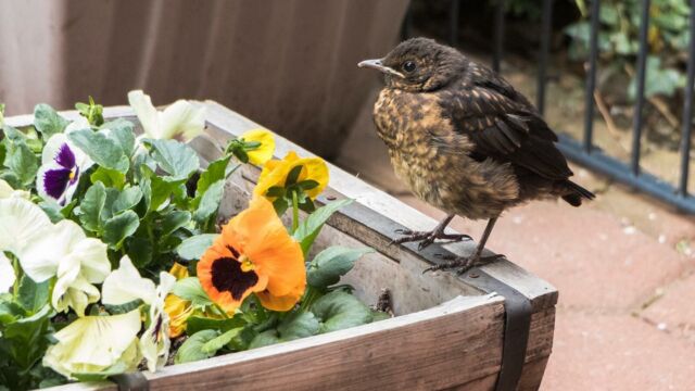 Eine junge Drossel / A young thrush

#Vögel #Natur #birds #nature #badoeynhausen